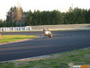 MotoGatti_pista_battipaglia_206.jpg