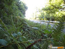MotoGatti_Ogliastro_Cilento_Torre_Orsaia_20_08_2009_IMG_4863.jpg